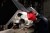 Lampa akumulatorowa ręczna Milwaukee L4FFL-301 550 lm 4933479766
