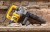 Młot udarowy SDS+ Stanley Fatmax 1010W 8.5J akcesoria, kufer SFMEH220K-QS